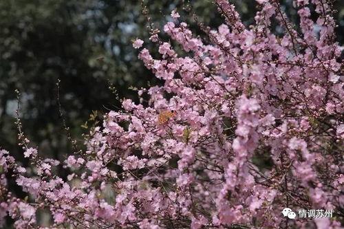 國(guó)產(chǎn)久丁香,傳承與創(chuàng)新中的民族香氛傳奇